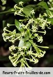 Fleurs de cestrum nocturnum
