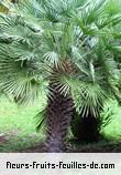 Fleurs-Fruits-Feuilles de chamaerops humilis_cerifera