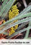 Fleurs de chamaerops humilis_cerifera
