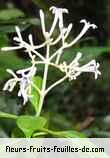 Fleurs-Fruits-Feuilles de chassalia corallioides