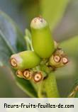 fruits de chassalia gaertneroides