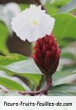 Fleurs-Fruits-Feuilles de cheilocostus speciosus