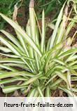 Feuilles de chlorophytum species