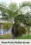 Feuilles de chrysalidocarpus madagascariensis