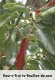 Feuilles de cinnamomum camphora