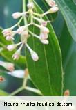 Fleurs de cinnamomum verum