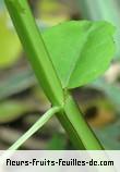 Fleurs-Fruits-Feuilles de cissus quadrangularis