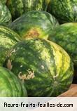 Fruit de citrullus lanatus