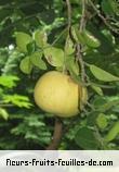 Fleurs-Fruits-Feuilles de citrus grandis