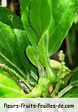 Fleurs-Fruits-Feuilles de claoxylon glandulosum