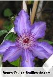 Fleurs-Fruits-Feuilles de clematite species