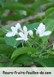 Fleurs-Fruits-Feuilles de clerodendrum heterophyllum