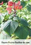 Fleurs-Fruits-Feuilles de clerodendrum speciosissimum