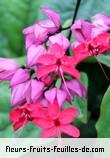 Fleurs de clerodendrum speciosum