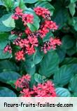 Fleurs-Fruits-Feuilles de clerodendrum splendens