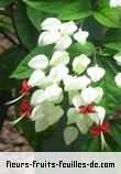 Fleurs de clerodendrum thomsoniae