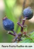 fruits de clidemia hirta