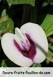 Fleurs-Fruits-Feuilles de clitoria species