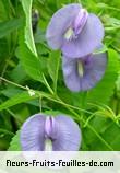 Fleurs-Fruits-Feuilles de clitoria virginiana