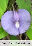 Fleurs de clitoria virginiana