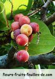 Fleurs-Fruits-Feuilles de coccoloba uvifera