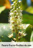 Fleurs de coccoloba uvifera