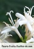 Fleurs de coffea arabica