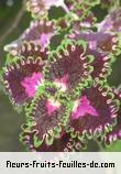 Feuilles de coleus blumei