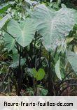 Feuilles de colocasia antiquorum