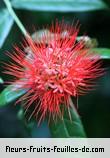 Fleurs-Fruits-Feuilles de combretum constrictum