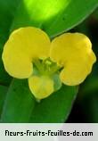 Fleurs-Fruits-Feuilles de commelina africana