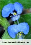 Fleurs-Fruits-Feuilles de commelina benghalensis