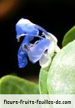 Fleurs-Fruits-Feuilles de commelina diffusa