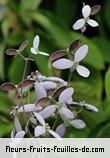 Fleurs-Fruits-Feuilles de congea tomentosa