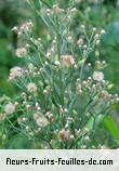 Fleurs-Fruits-Feuilles de conyza sumatrensis