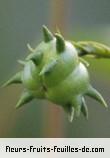 Fruit de cordemoya integrifolia