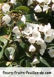 Fleurs de cordia africana