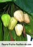 fruits de cordia sebestena