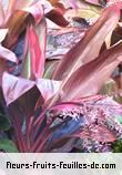 Feuilles de cordyline fruticosa