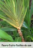 Feuilles de cordyline mauritiana