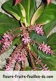 Feuilles de cordyline species