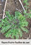 Feuilles de coronopus didymus