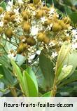 Fleurs de cossinia pinnata