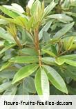 Feuilles de cossinia pinnata