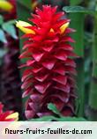 Fleurs-Fruits-Feuilles de costus barbatus