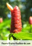 Fleurs-Fruits-Feuilles de costus spicatus