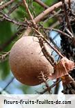 Fruit de couroupita guianensis