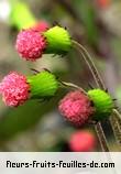 Fleurs de crassocephalum crepidioides