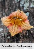 Fleurs de crescentia alata