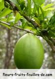 Fruit de crescentia cujete